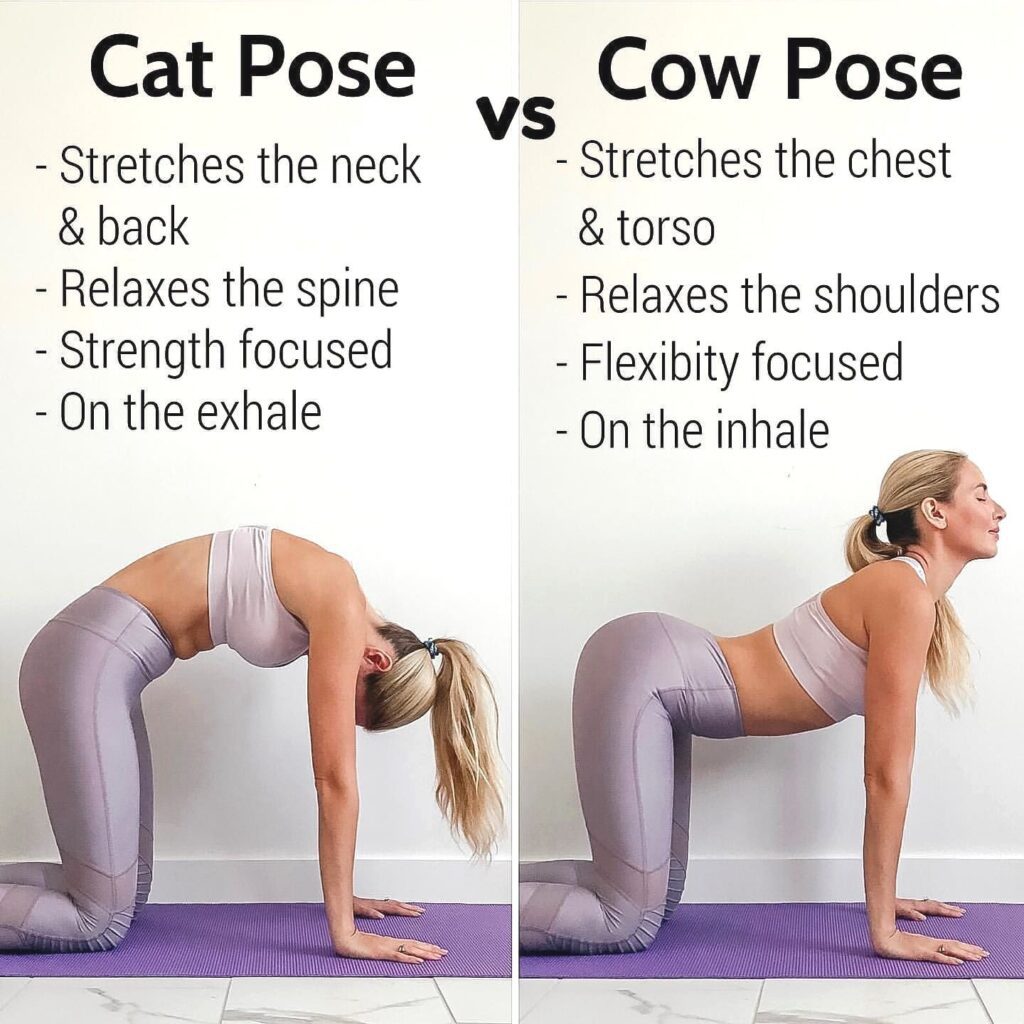 cat cow pose